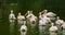 Flock of great white pelicans together in the water, common aquatic bird specie from Eurasia