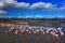 Flock of Greater Flamingo, Phoenicopterus ruber, nice pink big bird, dancing in the water, animal in the nature habitat. Blue sky