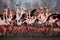 Flock of Greater Flamingo, Phoenicopterus ruber, Nice pink big bird, dancing in the water, animal in the nature habitat, Camargue