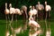 A flock of Greater Flamingoes wading in a lake