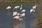 A flock of Greater Flamingos