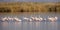 Flock of Greater Flamingos