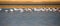 A flock of Greater Flamingos Phoenicopterus roseus in the Salt ponds of Eilat, South Israel