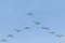Flock of Greater White Fronted Geese Flying in V formation, Blue Sky