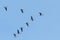 Flock of Greater White Fronted Geese Flying in V formation, Blue Sky