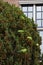 A flock of green parrots sitting on a yew berry tree near a brick building in the city and eating berries