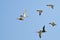 Flock of Green-Winged Teals
