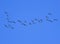 Flock of grey birds geese flying in the distance high in the blue clear sky on an autumn day in warmer climes