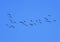 Flock of grey birds geese flying in the distance high in the blue clear sky on an autumn in warmer climes