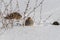 A flock of grey partridge is looking for food in the deep snow close-up