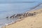 Flock of Grey Tailed Tattlers on beach near Cairns