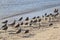 Flock of Grey Tailed Tattlers on beach near Cairns