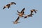 Flock of Greylag Geese
