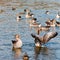 Flock of greylag geese bathing in the cold morning sun in UK
