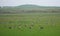 Flock of greylag geese in field