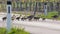 Flock of greylag goose crossing countryside road together.