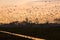 Flock of Greylag gooses on the North Germany near river Elbe