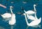 Flock group of white elegant birds swans flowing on pond water among ducks