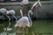 Flock and group of white and pink European Flamingo in South Afr