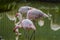 Flock and group of white and pink European Flamingo in South Afr