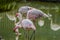 Flock and group of white and pink European Flamingo in South Afr