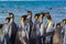 Flock of grouped king penguins