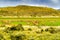 Flock of Guanaco in the field of Torres Del Paine National Park