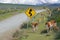 Flock of guanacos Lama guanicoe graze at the roadside in Torres del Paine National park, Patagonia, Chile.