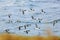 Flock of guillemots flying over the sea