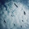 Flock of gulls against blue sky. Cloudy summer day.