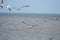 Flock of gulls on the beach