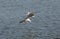 A flock of gulls hunting for fish in a pond