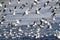 A flock of gulls over the water