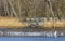 Flock of Gulls resting on the lake in the spring