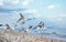 Flock of gulls on a sandy beach in Los Angeles, California