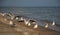 Flock of gulls on a sandy beach in Los Angeles, California