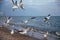 Flock of gulls on a sandy beach in Los Angeles, California