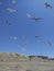 Flock, Hang time, Bird in sky, Beach, Seagull