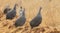 Flock of Helmeted Guinea Fowl walking along a road in late after