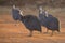 Flock of Helmeted Guinea Fowl walking along a road in late afternoon sun