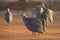 Flock of Helmeted Guinea Fowl walking along a road in late afternoon sun