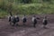 Flock Of Helmeted Guinea Fowl Walking Down Dirt Road Numida meleagris