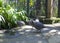 Flock of Helmeted guineafowl or numida meleagris birds