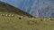 A flock herd of multicolored sheep in the mountains Altai