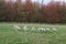 A flock/ herd of sheep grazing in a field in Yorkshire, Britain in the UK