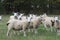 A flock/ herd of sheep grazing in a field in Yorkshire, Britain in the UK