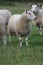 A flock/ herd of sheep grazing in a field in Yorkshire, Britain in the UK