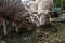 Flock herd of white sheeps some with a movement blur, with short wool, standing and eating, graxing in the grass land of a pasture