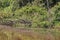 A flock of Hoatzins perched on a fallen tree over a river in the Amazon Rainforest