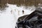 A flock of homeless dogs on the road in the forest in winter